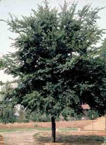 Winged-Elm-Tree