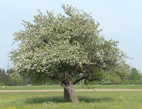 Apples are predominantly grown for sale as fresh fruit, though apples are also used commercially for vinegar, juice, jelly, applesauce, and apple butter and are canned as pie stock. The simple leaves are roughly oval in shape and usually have fine teeth along the margins. Apple flowers are showy with five white petals, often tinged with pink, and numerous stamens.