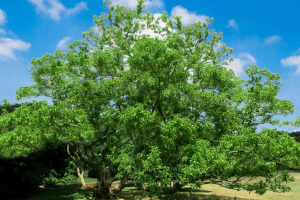 box elder