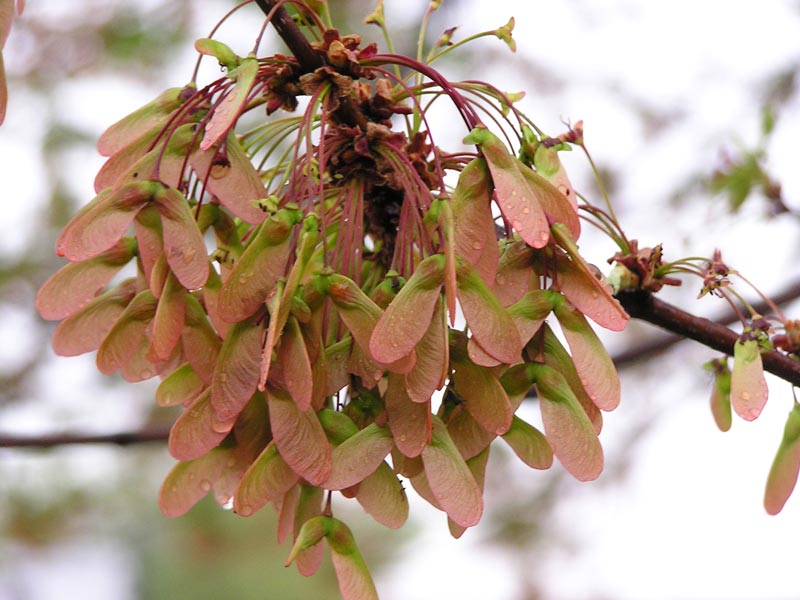 maple keys