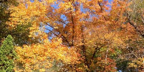 Red Maple during autumn along Terrace Boulevard in Ewing New Jersey