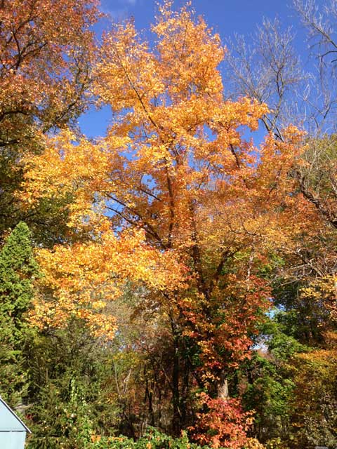 Red Maple during autumn along Terrace Boulevard in Ewing New Jersey