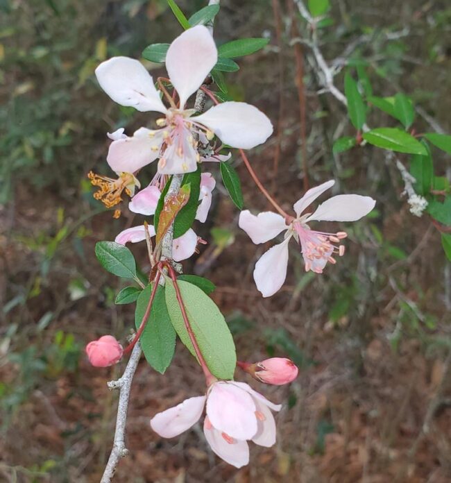southern crabapple