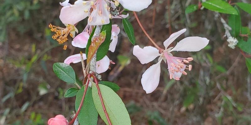 southern crabapple