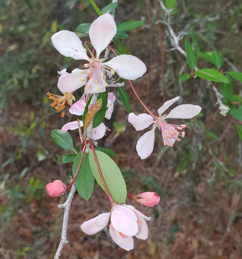 southern crabapple
