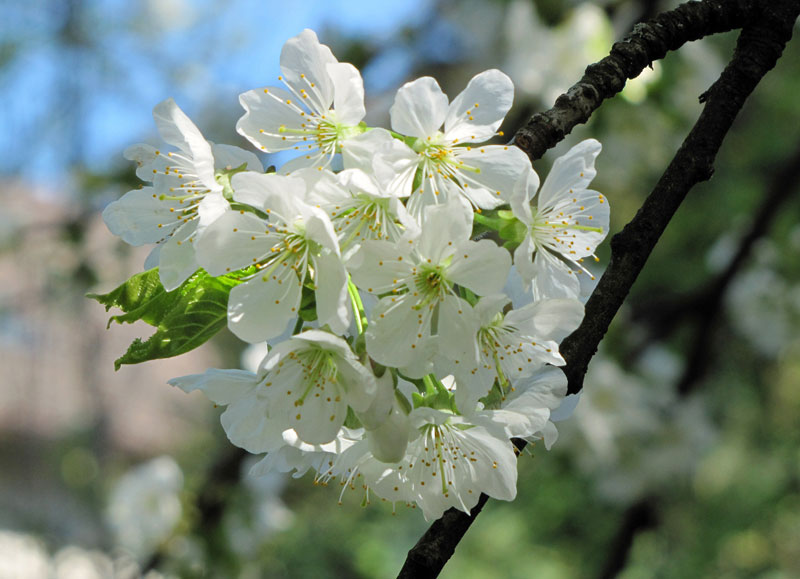 sweet cherry