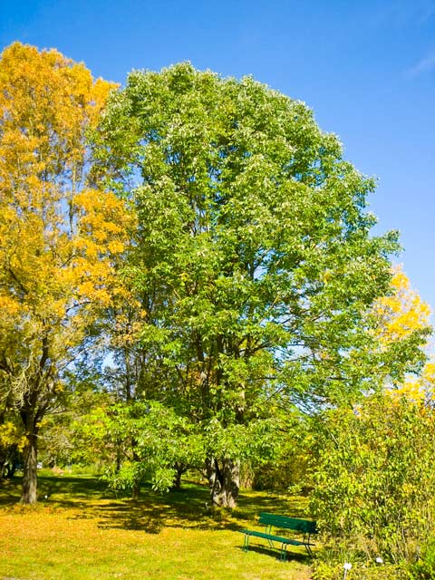 white ash