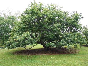 Chinese-Chestnut-tree