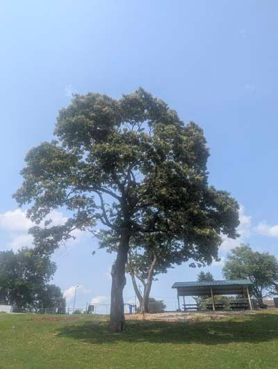 Chinese Chestnut